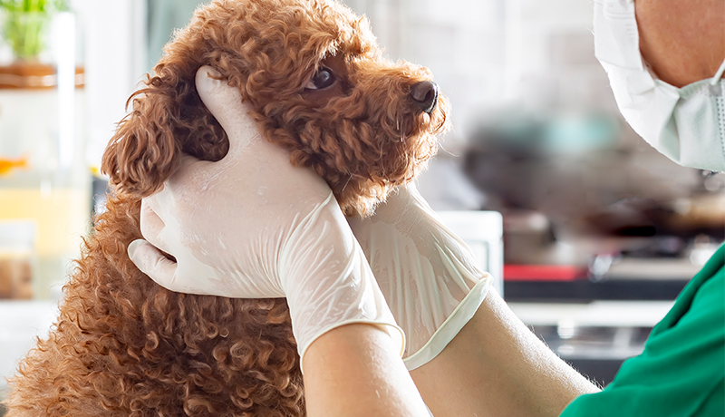 Veterinarian grooming check