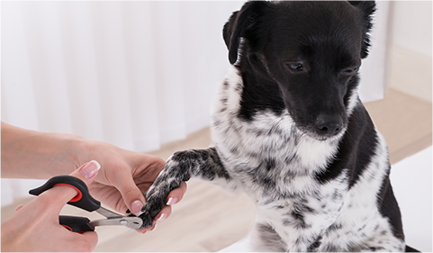 Paw & nail care